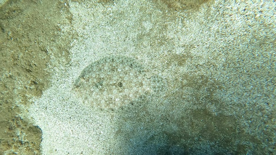 Close-up image of a sandy ocean floor with a circular pattern of small white dots, possibly part of a marine organism or coral formation, surrounded by fine sand and textured surfaces. The scene appea